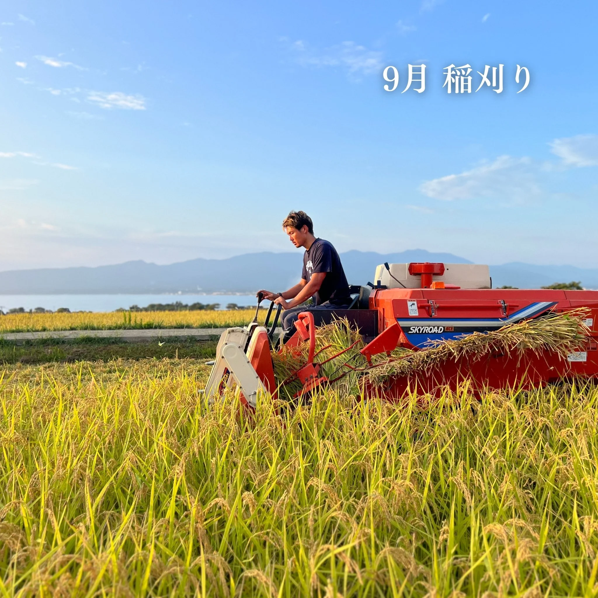 にこまる】10kg 令和7年産 新潟県佐渡産 農薬・化学肥料不使用栽培