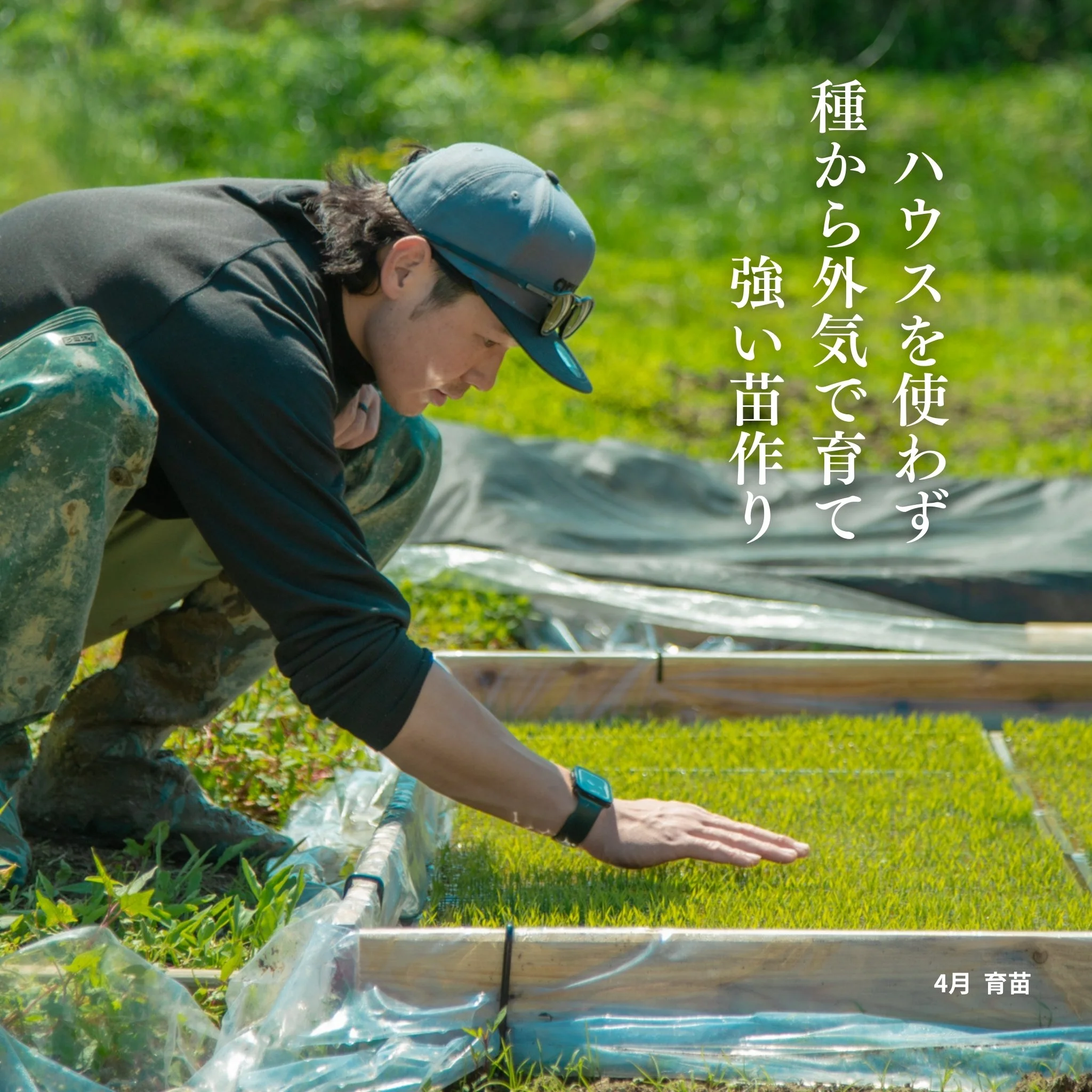 贈答用】【在来コシヒカリ】5kg 令和7年産 新潟県佐渡産 自然栽培