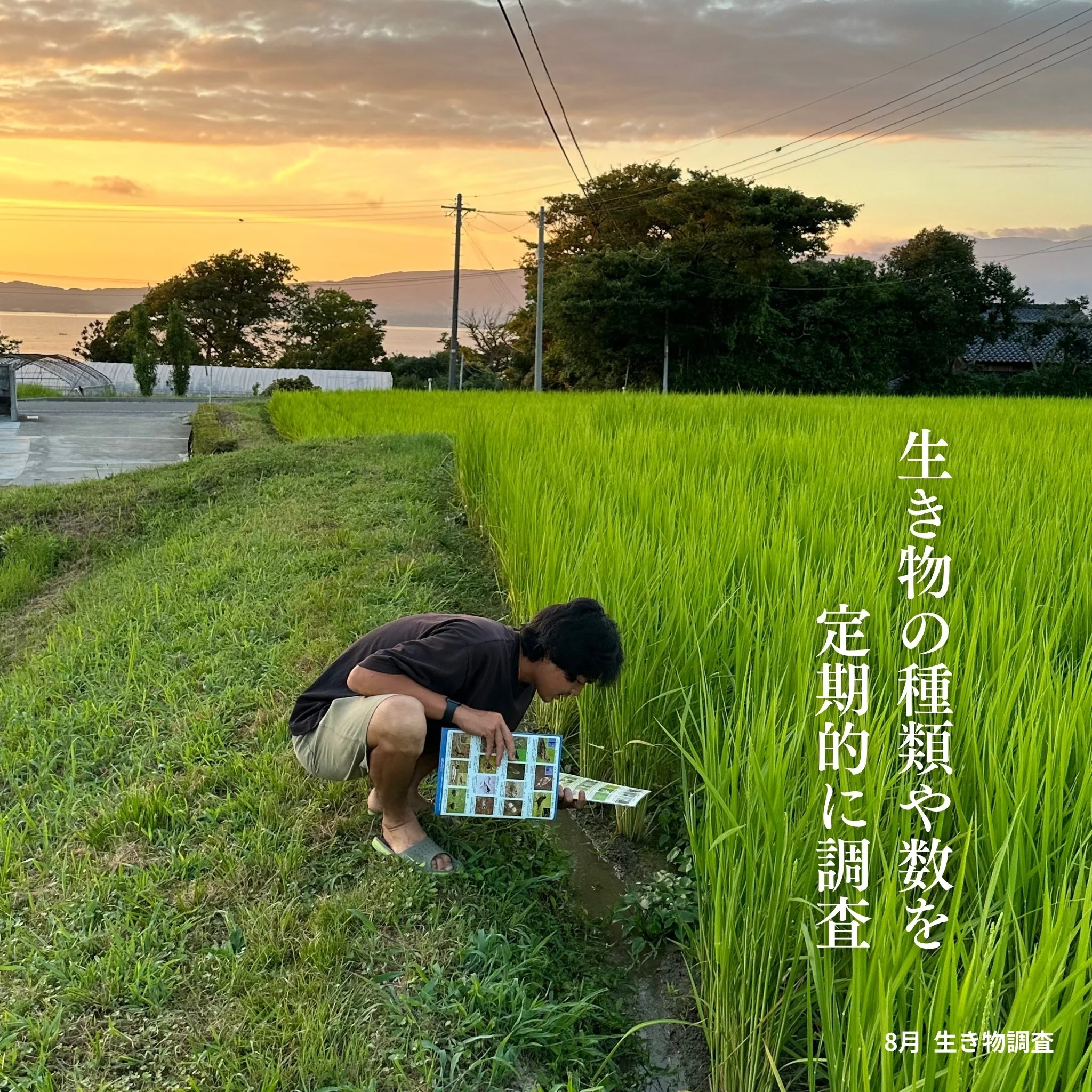 在来コシヒカリ】10kg 令和7年産 新潟県佐渡産 自然栽培 | イケベジ